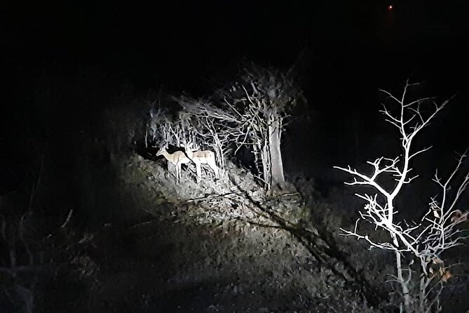 2 Hour Stargazing Tour in Victoria Falls NP Area in 4x4 - Stop 2 in Zambezi National Park: more wildlife odds, fewer guarantees