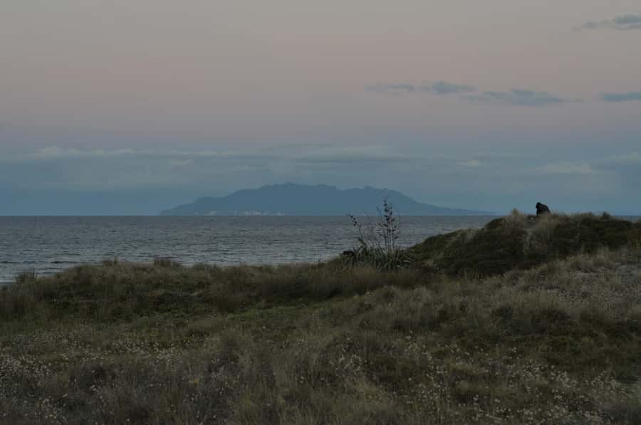 Auckland (Tawharanui): Wild Kiwi Bird Spotting Encounter - Electric-blue bioluminescence: when the ocean puts on a glow show