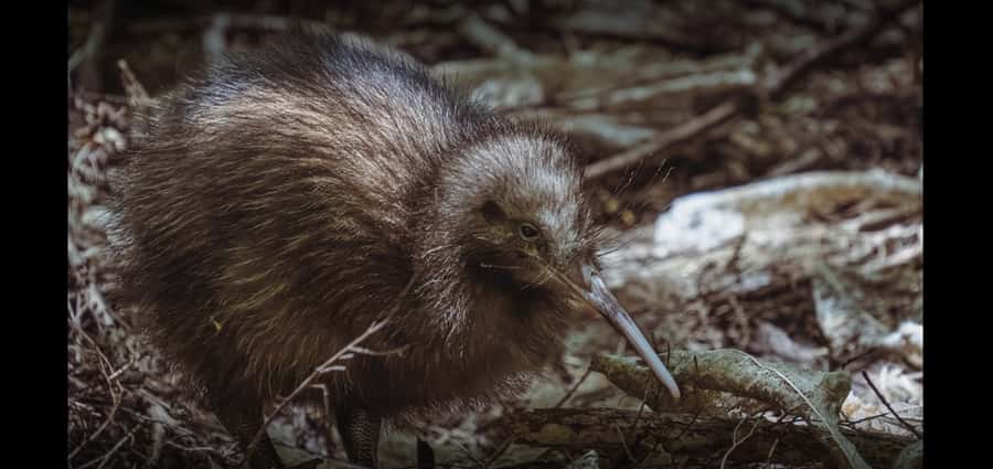 Auckland (Tawharanui): Wild Kiwi Bird Spotting Encounter - Should you book this Auckland-area kiwi and star tour?