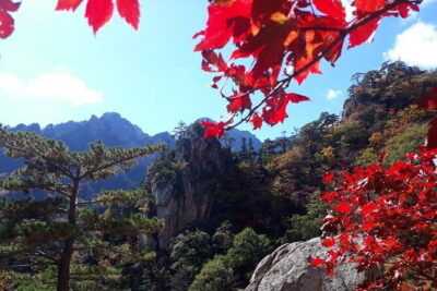Autumn Foliage-Mt. Seorak, Sokcho Fish Market, Sokcho Beach - Timing and guide skill: the service level is part of the value