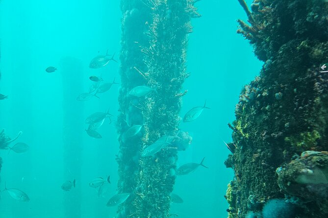 Busselton Jetty and Underwater Observatory - Key things to know before you go