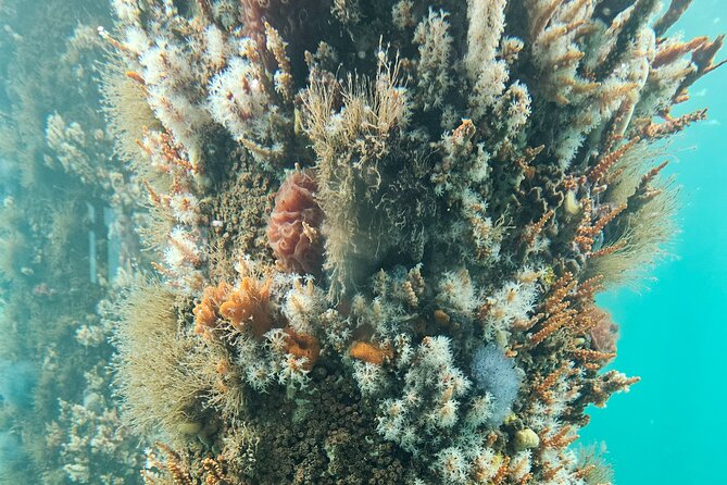Busselton Jetty and Underwater Observatory - Sunflower Animal Farm: worth it as an extra, not a must