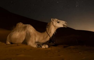 Doha: Night Desert Safari with Stargazing & Camel Ride - Campsite break with camel ride and Arabic tea