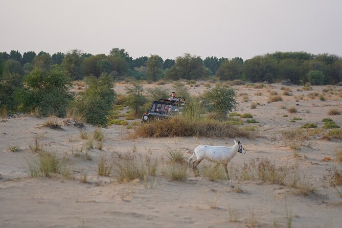 Dubai: Al Marmoom Oasis Vintage Safari: Camels, Stargazing & Meal - Bedouin Village Welcome: Gahwa Coffee, Market Time, and Camel Caravan