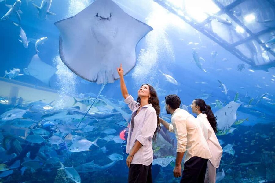 Dubai Aquarium + Sky Views Observatory Tickets - Dubai Aquarium & Underwater Zoo: Aquarium Tunnel and animal zones that actually feel different