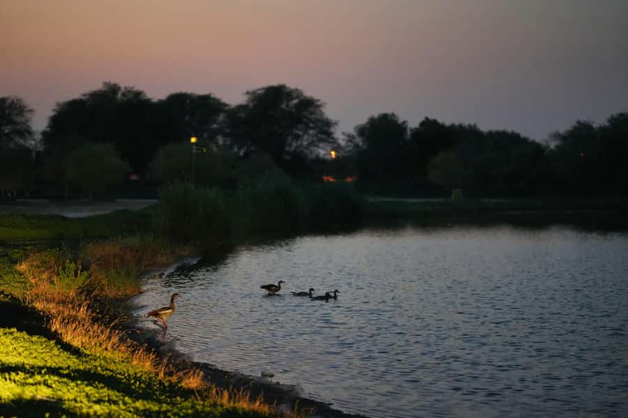 Dubai: Evening Desert Safari with Camel Ride & Stargazing - Falcon, horses, and the oil-lamp camel ride