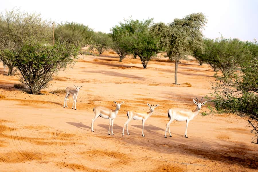 Dubai: Overnight Safari with Luxury Dome Stay & Stargazing - Who this overnight desert safari suits best (and who should skip it)