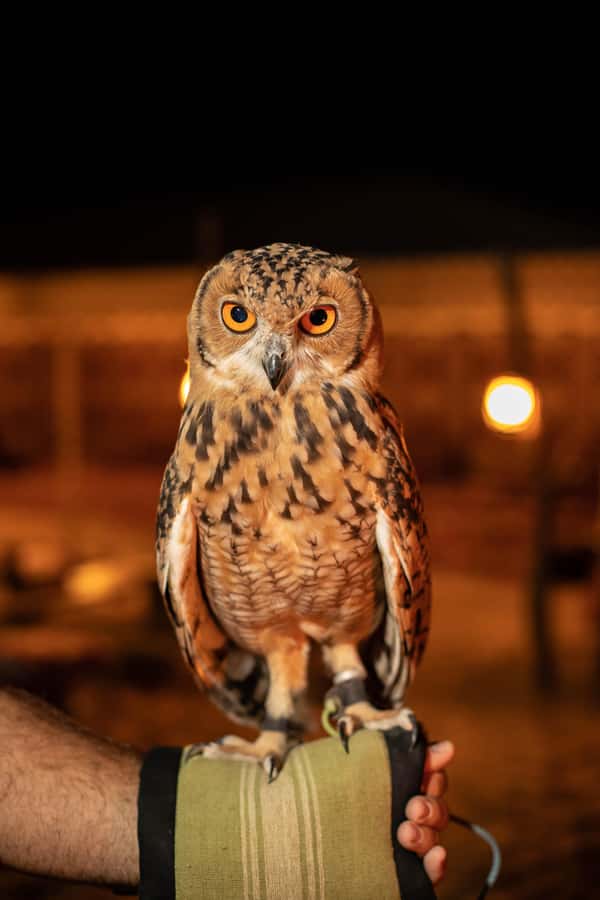 Dubai: Private Night Safari & Astronomy with 3-Course Dinner - What to pack and wear so the night stays comfortable