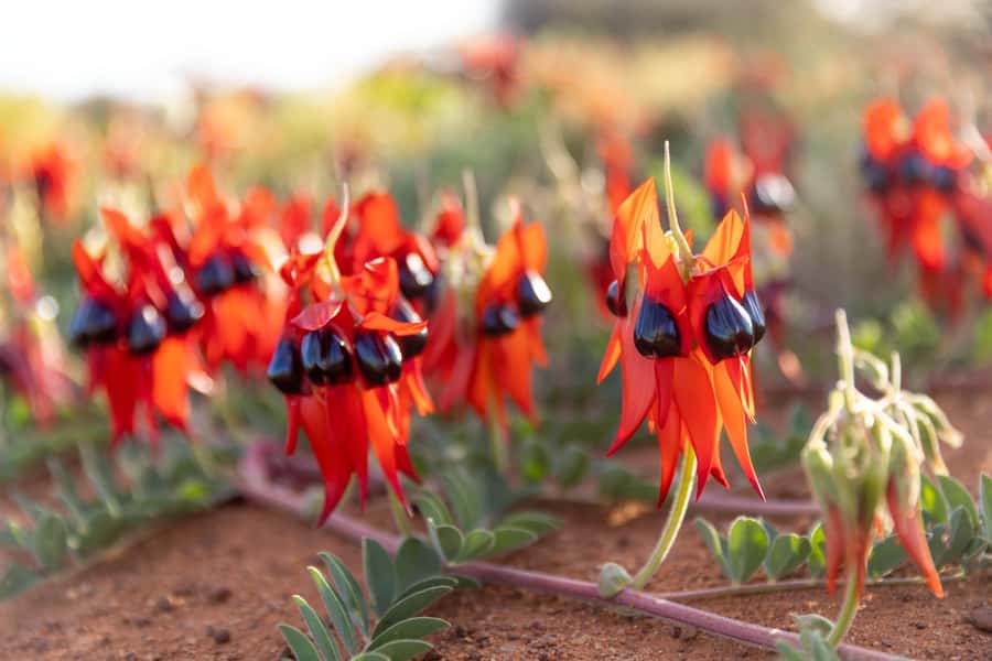 From Perth: Pinnacles Sunset and Stargazing Tour with Dinner - Why this Perth-to-Pinnacles day trip is timed right for sunset