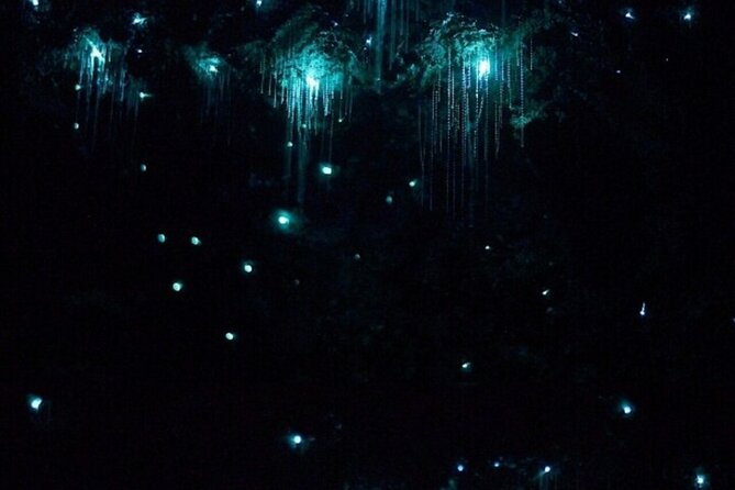 Gold Coast: Glow Worms, Sunset & Stargazing with BBQ dinner - Timing and group size: why this works better than rushed tours