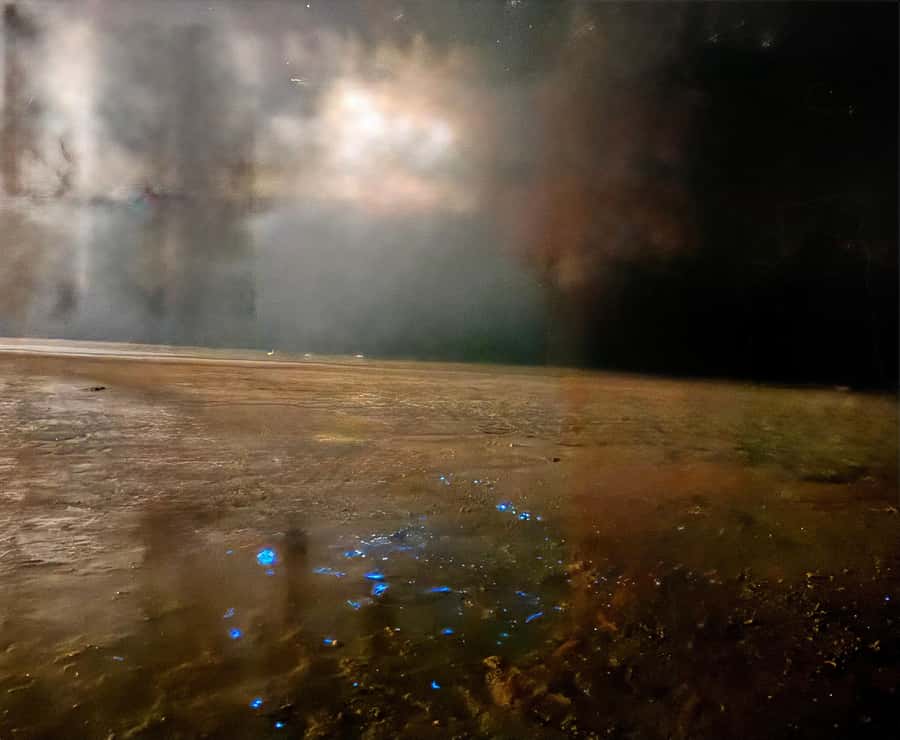Holbox: Bioluminescence by Kayak and Stargazing. - Price and Value: Is $49 for Two Hours Fair?