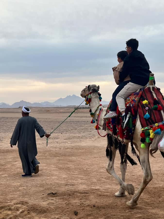 Hurghada: BADU Camp Camel Ride, Dinner, & Stargazing - Key highlights to look forward to