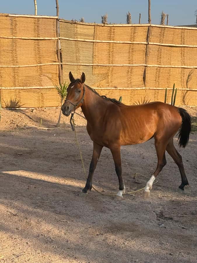 Hurghada: BADU Camp Camel Ride, Dinner, & Stargazing - A night in the BADU camp: the vibe and pacing