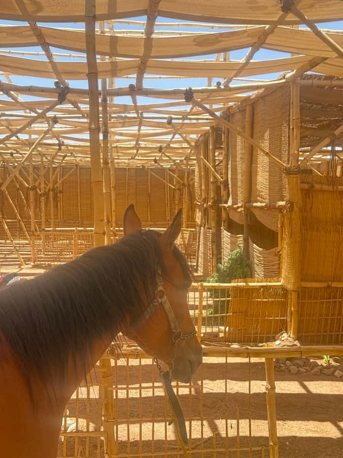 Hurghada: BADU Camp Camel Ride, Dinner, & Stargazing - Hurghada desert to camp: the 30–45 minute camel ride at sunset