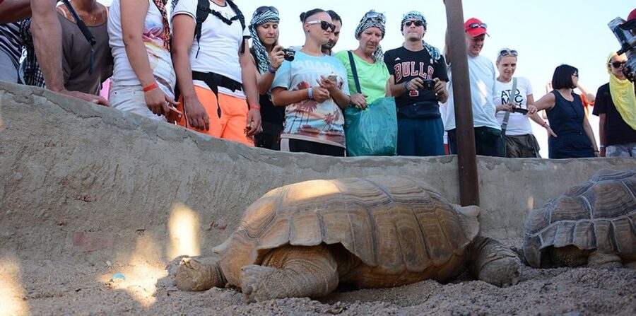Hurghada: Quad Bike, Camel, Show, Dinner, & Stargazing Trip - Sunrise Breakfast, Quad+Horse, or Sunset Dinner and Stargazing