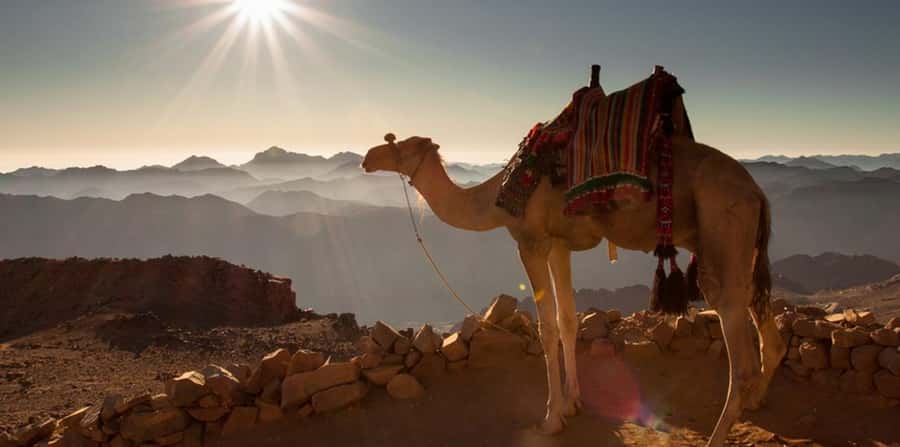 Hurghada: Sea & Desert Camel Ride w/Dinner, Show, Stargazing - What to pack so the ride feels easy, not annoying