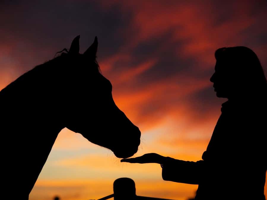 Hurghada: Sea & Desert Horse Tour, Stargazing, Dinner & Show - Your 2-Hour Horse Ride: what you do and what you get