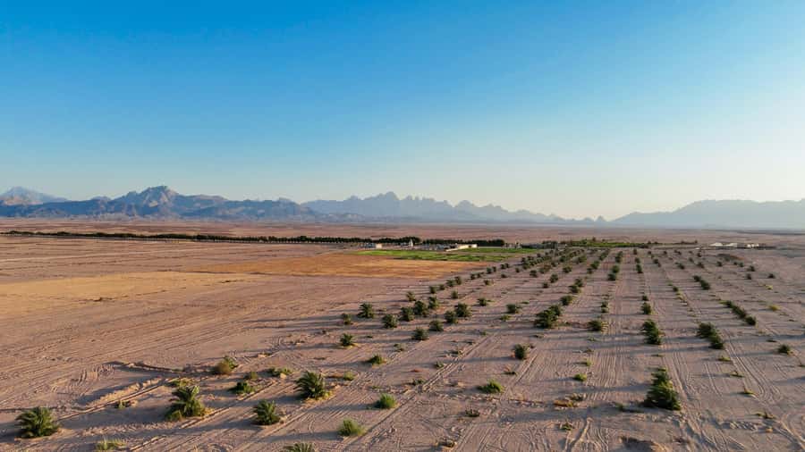 Hurghada: Star Stargazing Desert Adventure by Jeep & Dinner - Dinner in the Desert: More Than a Meal, a Social Break