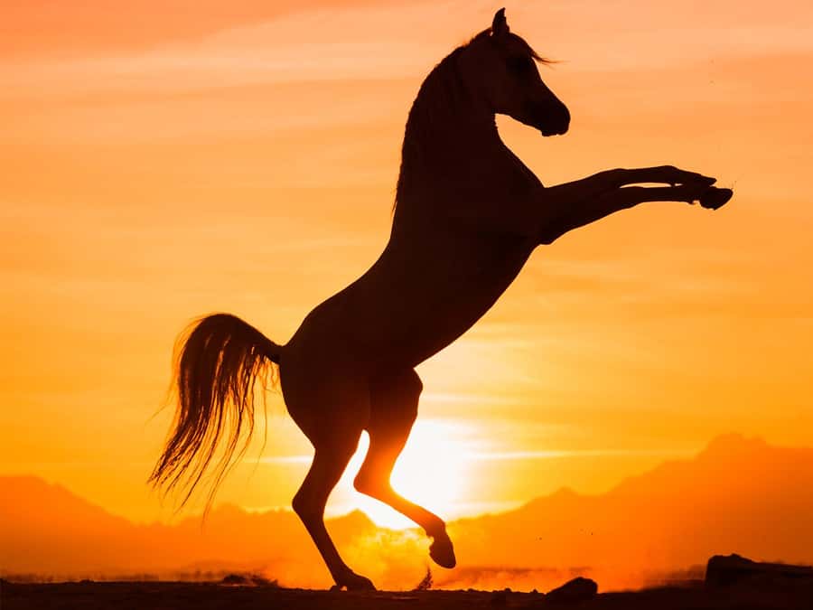 Hurghada: Sunset Sea, Desert Horse W Opt, Dinner, Stargazing - Key Things That Make This Tour Work
