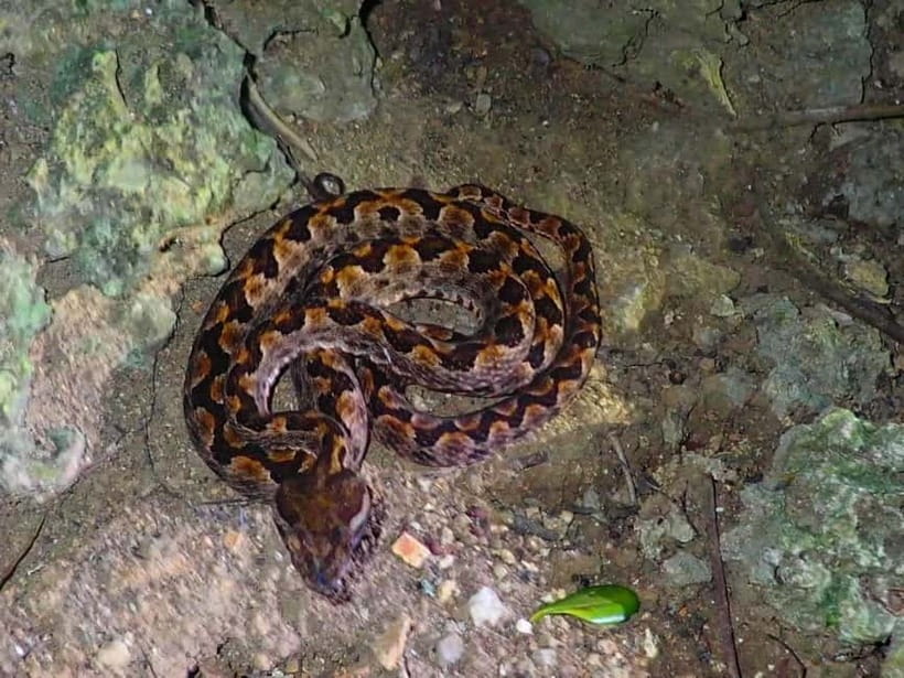 Ishigaki: Jungle Walk and Stargazing Night Tour - Key things I’d put on your Ishigaki checklist