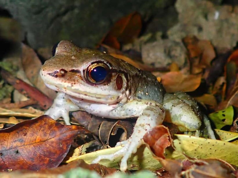 Ishigaki: Jungle Walk and Stargazing Night Tour - The west-side jungle walk: flashlight hunting for island creatures