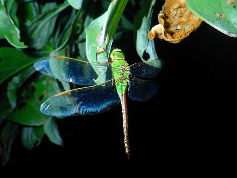 Ishigaki: Jungle Walk and Stargazing Night Tour - What you might see: coconut crabs, cave moments, and spooky-cool critters