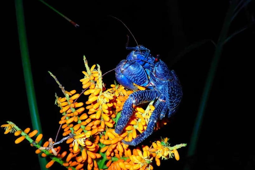 Ishigaki: Jungle Walk and Stargazing Night Tour - Stargazing in low light: when the sky gets out of the way