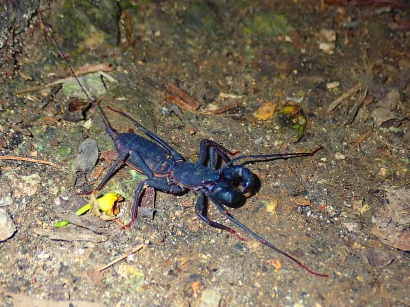Ishigaki: Jungle Walk and Stargazing Night Tour - Rain rules, comfort needs, and safety basics that matter