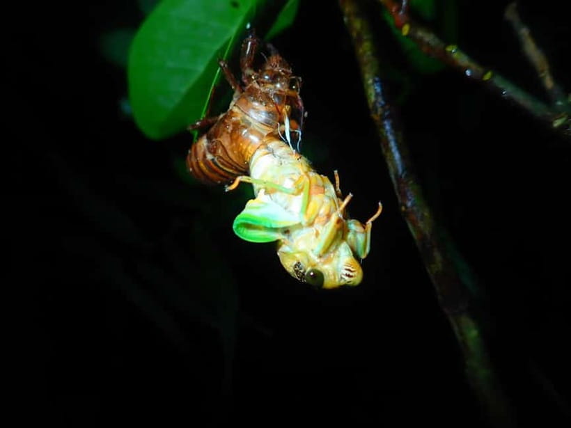 Ishigaki: Jungle Walk and Stargazing Night Tour - Practical prep before you go (so you enjoy the night more)