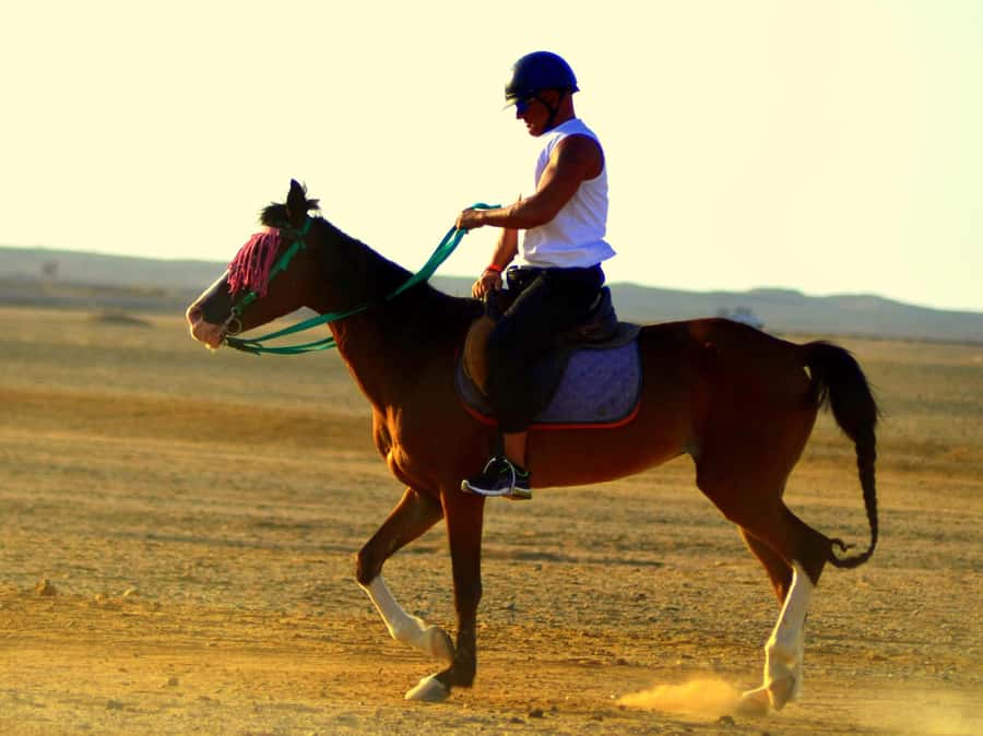 Marsa Alam: Sunset Horseback with Dinner, Show & Stargazing - Key things that make this tour worth your time