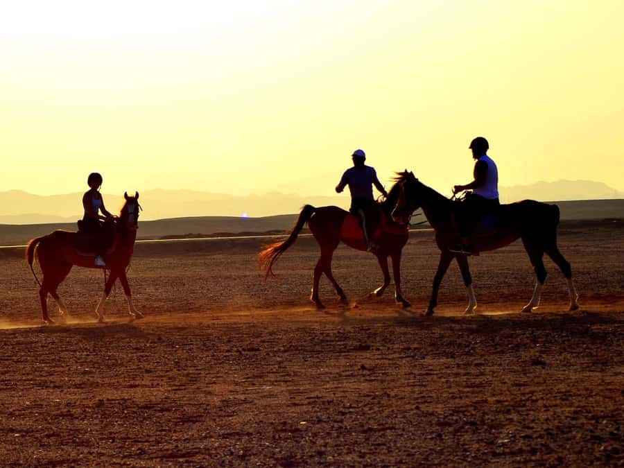 Marsa Alam: Sunset Horseback with Dinner, Show & Stargazing - The ride itself: dunes, beach time, and the calm confidence factor