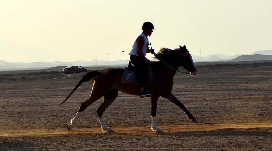 Marsa Alam: Sunset Horseback with Dinner, Show & Stargazing - Stargazing after dark: why the guide matters