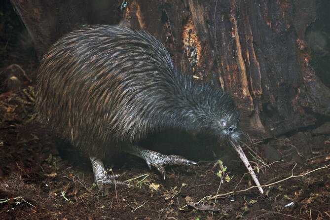 Nocturnal Wonders Tawharanui Kiwi Spotting and Stargazing Tour - Key things that make this tour worth your time