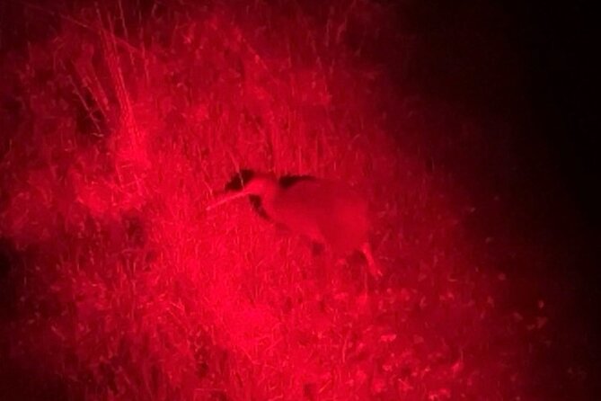 Nocturnal Wonders Tawharanui Kiwi Spotting and Stargazing Tour - Price and value: $93.09 for a guide-led night with equipment