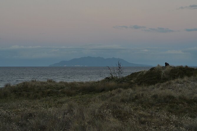 Nocturnal Wonders Tawharanui Kiwi Spotting and Stargazing Tour - Timing and meeting point: where the night starts and ends