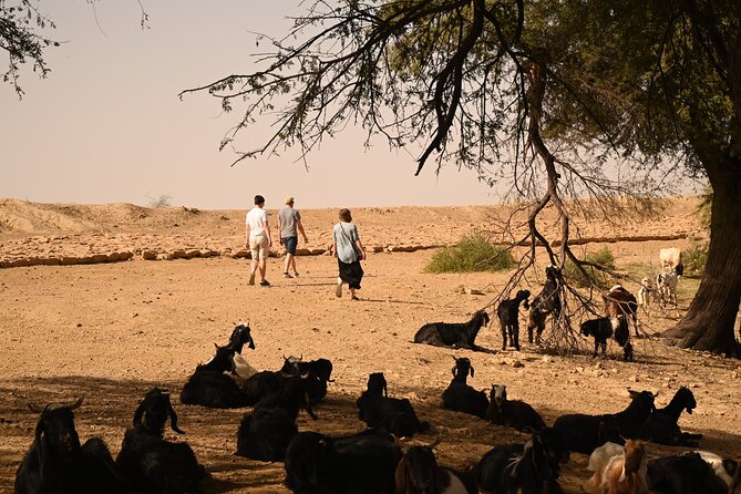 Non-Touristic Overnight Camel Safari with Stargazing Hidden Tour In Desert - Campfire Dinner and Stargazing Setup: What the Night Includes