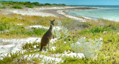 Perth: Pinnacles Stargazing, Sandboarding & Beach Kangaroos - Getting There: Pickup in a White Van and a Small-Group Pace