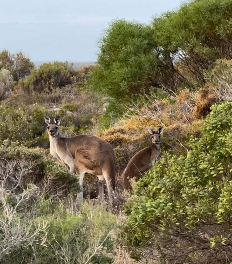 Perth: Pinnacles Stargazing, Sandboarding & Beach Kangaroos - Who This Tour Fits Best (and Who Might Want Another Option)