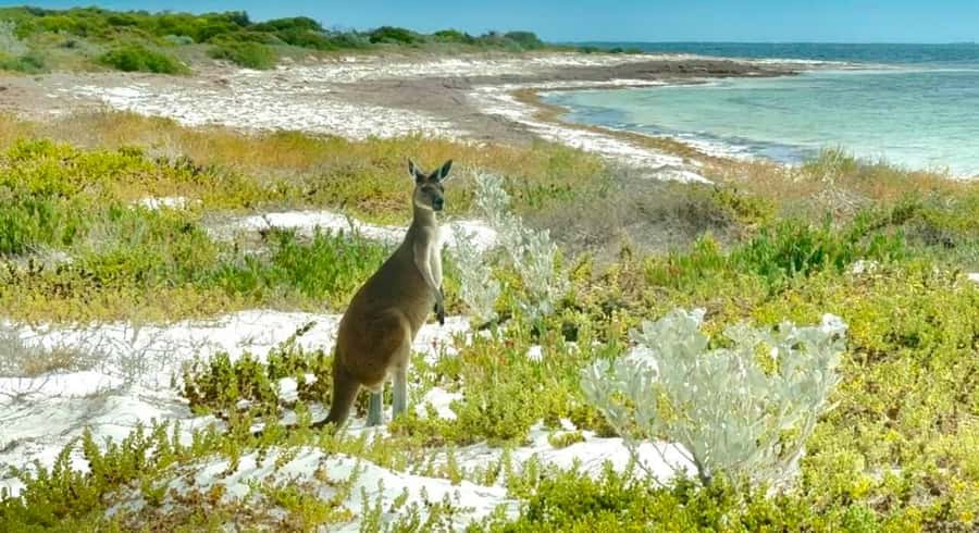 Perth: Pinnacles Stargazing, Sandboarding & Beach Kangaroos - Getting There: Pickup in a White Van and a Small-Group Pace