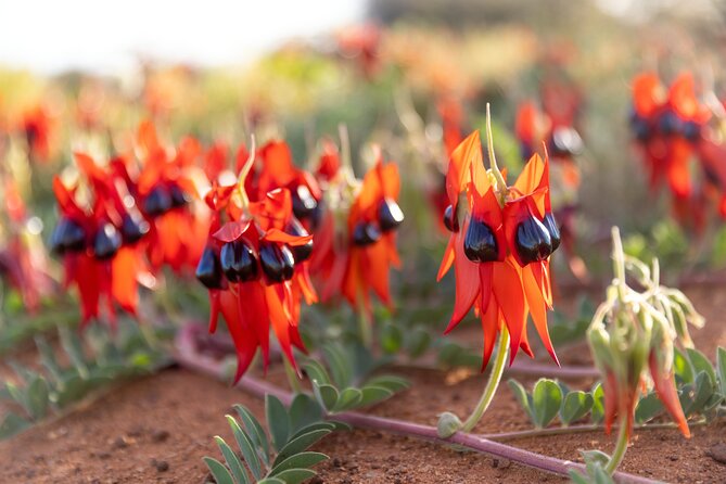 Pinnacles Desert Sunset Stargazing Adventure Tour from Perth - Picnic Dinner and the Small Details That Make the Day Feel Finished