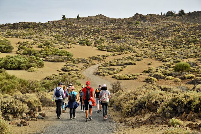 PRIVATE TOUR Teide National Park: Hiking and Stargazing - Through the pine forest: your first real taste of Tenerife