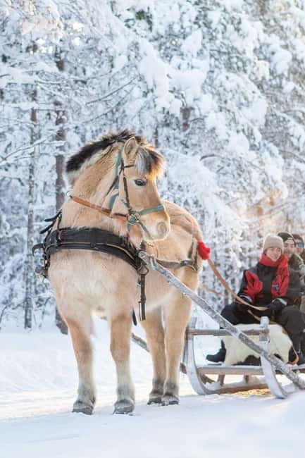 Rovaniemi: Horse Sleigh Ride under the Night Sky - Key points to know before you go