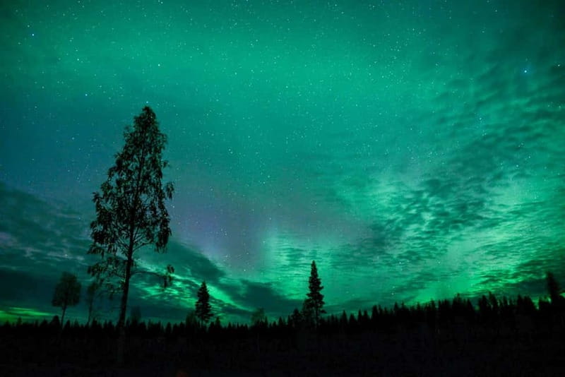 Rovaniemi: Horse Sleigh Ride under the Night Sky - Why This Aurora Ride Feels More Like a Winter Storybook