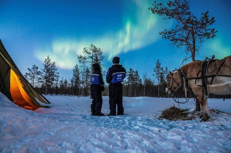 Rovaniemi: Horse Sleigh Ride under the Night Sky - The 3 km Horse Sleigh Ride Through Snowy Forests