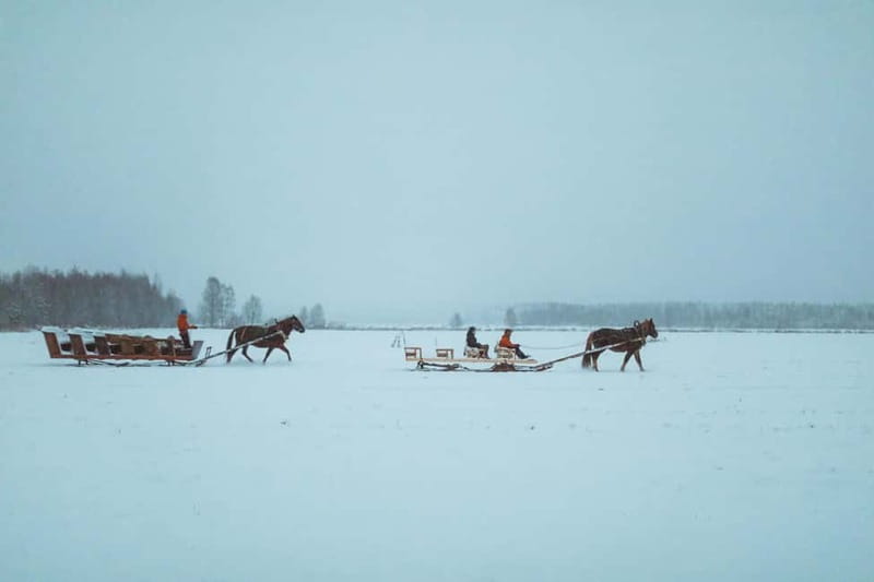 Rovaniemi: Horse Sleigh Ride under the Night Sky - Northern Lights Reality Check: What to Expect Under a Clear Sky