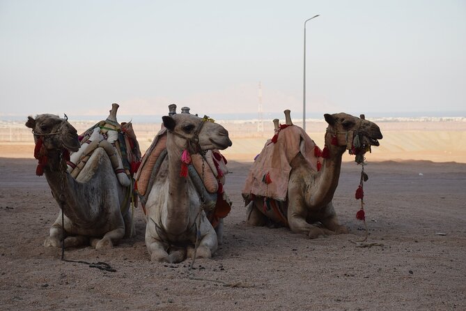 Safari Quad Bike Adventure, Camel, Show, Dinner & Stargazing - Dinner at the Bigger Tent: Food, Drinks, and the Show