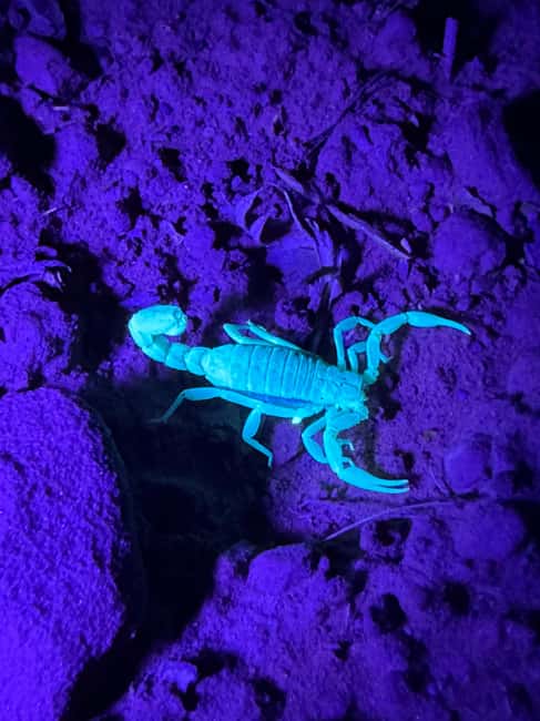 Sedona Night Hike and Stargazing Tour - UV scorpions and nocturnal wildlife spotting in the desert
