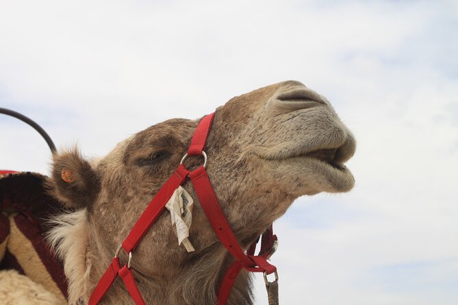Stargazing and camel ride in the agafay desert - Quick hits before you go