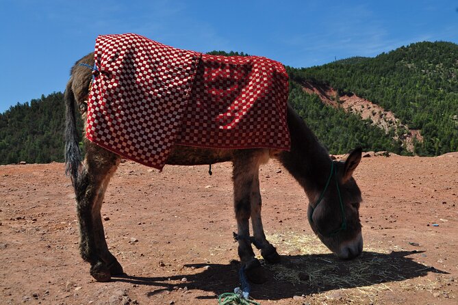 Stargazing and camel ride in the agafay desert - Agafay Desert near Marrakech: what makes it special