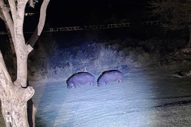 Stargazing and Moonlight Experience - Moonlight Stargazing in Victoria Falls: The feeling you’re really buying